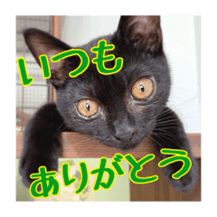 ねこ Lineクリエイターズスタンプまとめ Stamplist Part 14 ねこ Lineクリエイターズスタンプまとめ Stamplist Part 14
