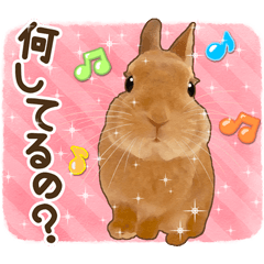 Rabbit Maple 1