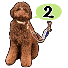 Australian Labradoodle Sarah2