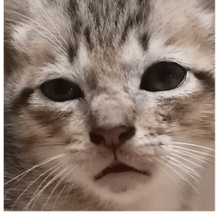 Meow Meow Quintesso:Ryopai and Nonil
