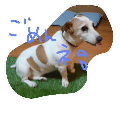 jackrusselterrier Lupin