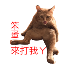 厭世小肥貓