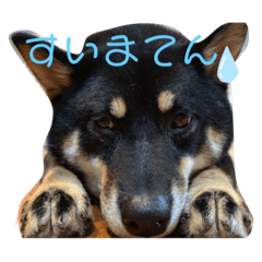 shiho_20220208185339