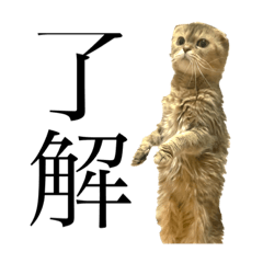 surumeika_20220209141707