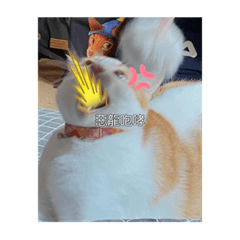 魚餅是隻貓（2）