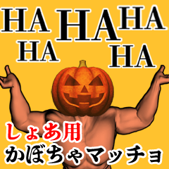 Shoa Pumpkin macho