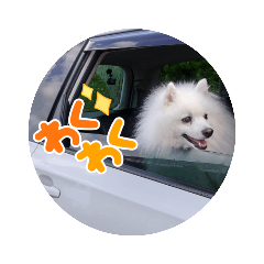 japanesespitz Cotaro4