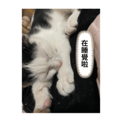 錢錢貓咪小貼圖