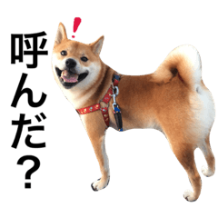 shibainucamelpart3