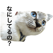 freedom cat !!
