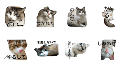 freedom cat !!