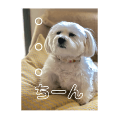 maru's stamp_20220210140545