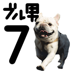 French Bulldog "BULLO" 7