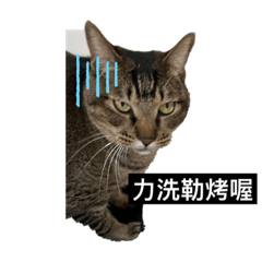 貓咪搞笑貼圖