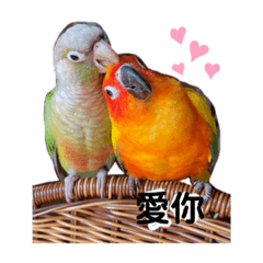 sunconure&parrot