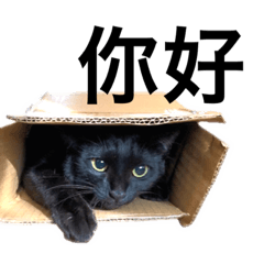 amo sticker daily conversation [Taiwan]