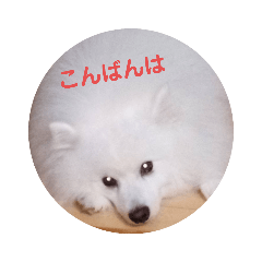 japanesespitz Cotaro happylife