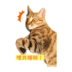 自認獨生子的達爾