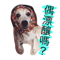 喜多米日常
