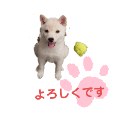 豆柴マメ太の日常1