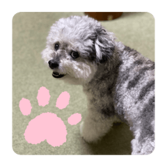 Mochiko_20220211020612