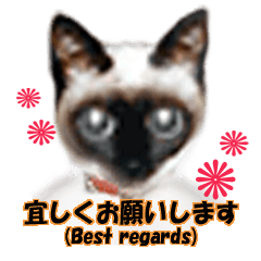 imayoのリアル猫顔⁂動画スタンプ