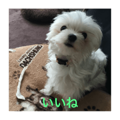 dog photo stamp2