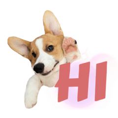 Corgi Katzu Opie