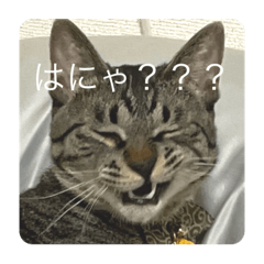 ARISA_20220211012652