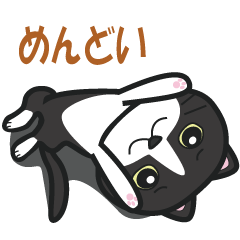Kawaii Tuxedo CAT
