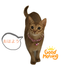 BAWAN_20220210202302 – LINE stickers | LINE STORE