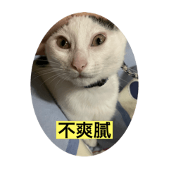 錢錢貓咪小貼圖2