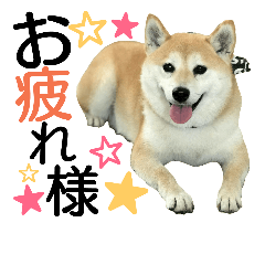peco  peco