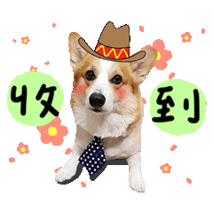柯基阿麥小狗