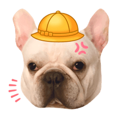หมูยอ MooYor : French Bulldog