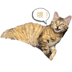 我家貓咪-咪咪