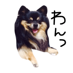 Kudoukeno inutono kurashi