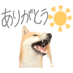 shibainu Ru_kun