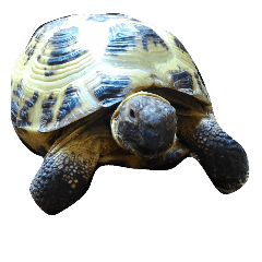 リクガメスタンプ Line スタンプ Line Store リクガメスタンプ Line スタンプ Line Store