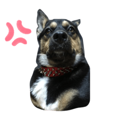 Japanese dog 1