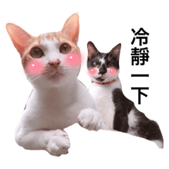 泰哥與他的飲料們