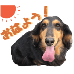 Mydogs stamp K&R