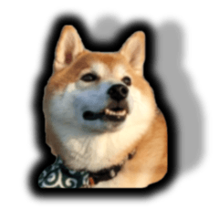 Shiba_dog Gen_San(Greeting,Reply)