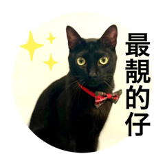 野格是隻喵