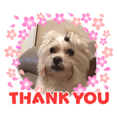 可愛的包子（瑪爾濟斯）