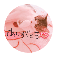 Cute cat  stamp