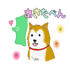 Lovely Akita dog