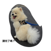 77dog