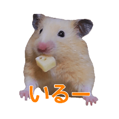 Kinkuma hamster Kumako