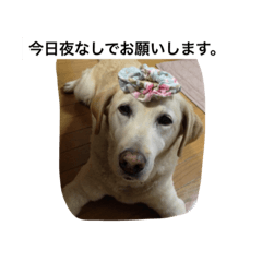 labrador__retriever